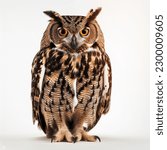 Brown owl portrait  photo...