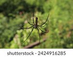 Small photo of A spider delicately spins its web, set against a bokeh backdrop. Soft light bathes the scene, creating a mesmerizing tableau in the wild.
