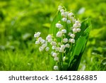 Spring Flower Lily Of The...