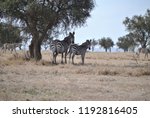 Zebras Under A Shade