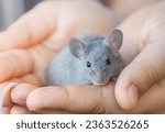 Small gray domestic mouse sits...