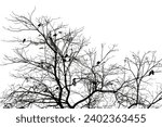 Birds perched on leafless tree in winter. Black and white
