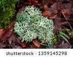 Small photo of Fresh thallus species of lichen Oakmoss (Evernia prunastri) close up on a background of leaves with moss in autumn. Ina Landscape Park, Poland.