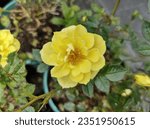 Close-up of bright golden yellow flower of Floribunda Rose 