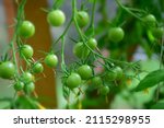 Tomato plant with many unripe fruits in a small greenhouse. Stock  Image