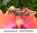 Small photo of The Eastern lubber grasshopper, when threatened, will hiss and secrete a noxious foam. It can't fly, and isn't a great jumper. It walks or crawls and eats low-lying vegetation.