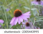 A Pink Coneflower In A Wild...