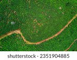 Munnar Tea Plantation at Kerala, India captured in drone. Aerial Photography. Nature 