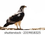 Small photo of Augur buzzard scans for prey from a perch