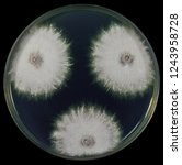 Small photo of Plant pathology tissue transplanting technique isolated fungi from plant diseased using selective medium and potato dextrose agar from colony and microscopic identify as Fusarium.
