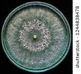 Small photo of Trichoderma isolate from soil culture on potato dextrose agar in bio-control scientific laboratory for control plant pathogenic