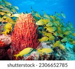 Molasses Reef in Key Largo Florida with Grunts and Sponges
