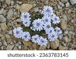 Small photo of Annual candytuft also known as Iberis flower (possibly iberis amara) that grows spontaneously in nature.