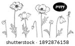 vector line art with poppies.... | Shutterstock .eps vector #1892876158