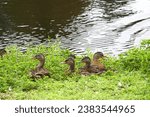 Small photo of Female females mallard mallards duck ducks. Brown feathers plumage. Shore of lake pond water. Green grass plants. Outdoors park. Wild birds wildlife waterfowl. Flock. Summer. Resting lying laying down