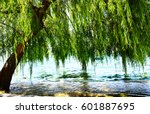 Willow Tree By The Water 