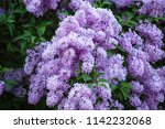Purple Lilac Background