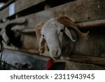 Small photo of The practice of sacrificing a "kambing qurban" symbolizes Prophet Ibrahim's willingness to sacrifice his son as an act of obedience to God's command.