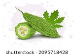 Vector illustration of a Bittergourd with half piece of bittergourd vegetable