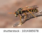 Female Of Paper Wasp