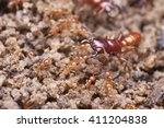 Small photo of Army ants, army ant protects the colony against small ants, big army ant
