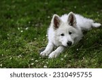 Small photo of Wolfie, White Swiss Shepherd Dog