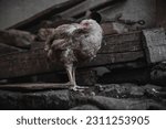Small photo of dirty and sick white hen chicken living in unfavorable conditions