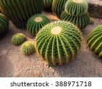 Cactus Planted In A Garden 