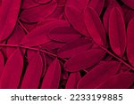Small photo of Viva magenta color of the year 2023. leaves pattern background in color viva magenta with dark leaves, fresh flat background toned in color of the year 2023 viva magenta.