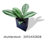 aglaonema pictum freedman is a... | Shutterstock . vector #2051432828