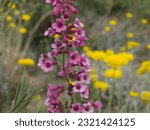 Small photo of Parry's penstemon in southern Arizona.