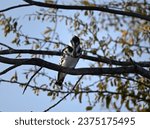 Grey kingfisher on a branch with a fish in its beak the pope falls, Cubango river, Namibia