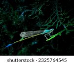 Small photo of Pseudagrion decorum,elegant sprite or three striped blue dart,is a species of damselfly in the family Coenagrionidae. It is found in many tropical Asian countries.