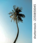 Small photo of Snippets of coconut beaches in Liberia