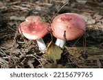 Autumn Woodland Mushrooms And...