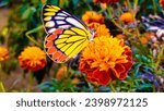 Small photo of common Jezebel butterfly land on marigold flower, scientific name is Delias eucharis, found in many areas of south and southeast Asia Bangladesh, Sri Lanka, Indonesia, India,Pakistan,pollinating o