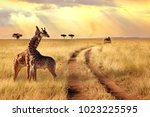 Group of giraffes in a National Park. Sunlight landscape.