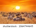 Groupe of wild zebras and antelopes in the African savanna against a beautiful orange sunset.  Wild nature of Tanzania. Artistic natural african image.