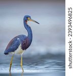 Small photo of The tricolored heron , formerly known as the Louisiana heron, is a small species of heron native to coastal parts of the Americas.