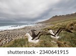 Black browed albatross  against ...