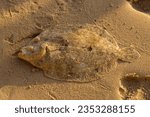 Small photo of Flounder (Pleuronectiformes) photographed in Barbados in October 2007