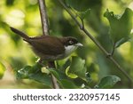 Small photo of Dark fronted babbler is one of the most beautiful birds among other babbler species.