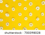 Floral pattern of white chamomile daisy flowers on yellow background. Flat lay, top view. Floral background. Pattern of flower buds.