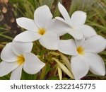 Small photo of Nag Champa flower is a famas flower. It leafs look like nag snake