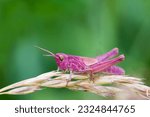Pink grasshopper perched on a...