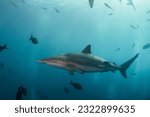 spinner shark oceanicblacktip punta negra oceanico