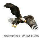 The bald eagle  haliaeetus...