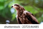 Small photo of #blackkite is supposedly an abundant species. However, their drastic decline has been evident in recent years. Though they're predators, scavenging is a very common trait they exhibit.