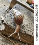 Small photo of gastropod snail winkle unskillful unskillful