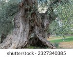 Small photo of Very old olive tree with twisted and splintered trunk in Apulia